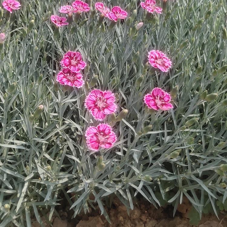 种植户直供 观赏彩虹石竹 彩虹石竹基地