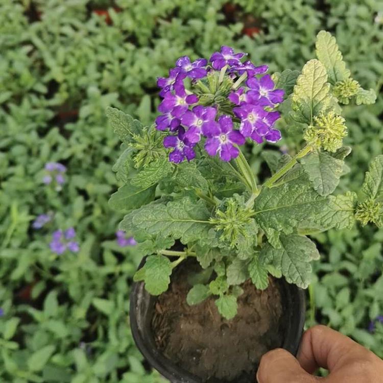 美女樱基地 种植户直供 观赏美女樱