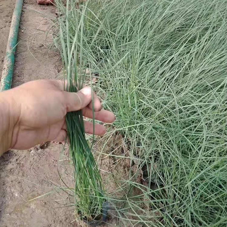 粉黛乱子草批发价格 苗圃直销 粉黛乱子草营养钵苗