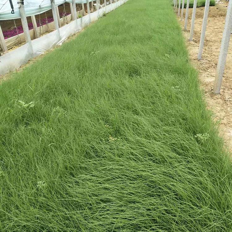 粉黛乱子草种植基地 大量现货供应 粉黛乱子草营养钵苗