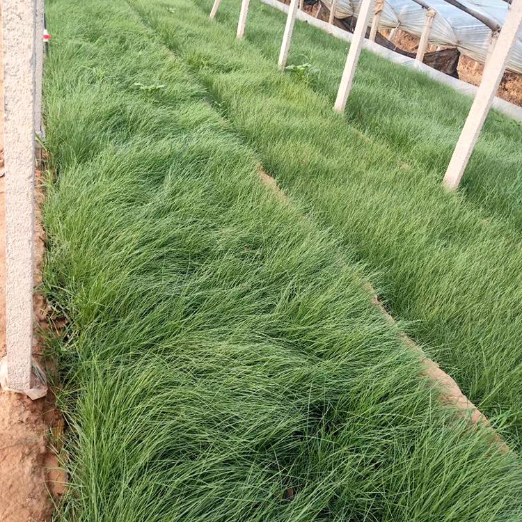 粉黛乱子草报价 种植户直供 粉黛乱子草苗子