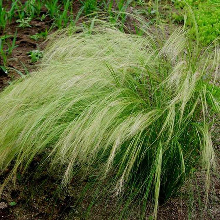现货供应 细茎针芒 宿根草花批发 细茎针芒价格