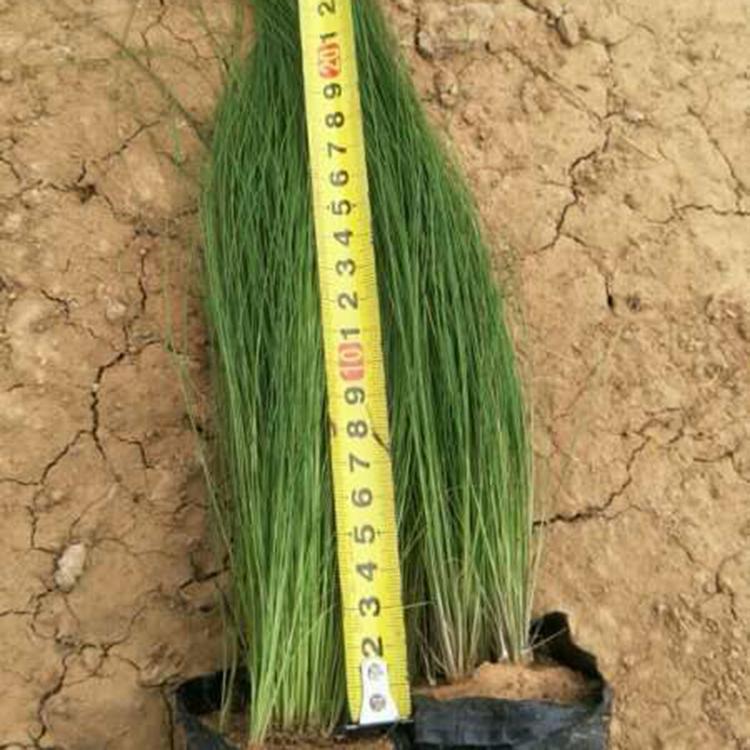 细茎针芒行情 细茎针茅 批发基地 草花种植基地