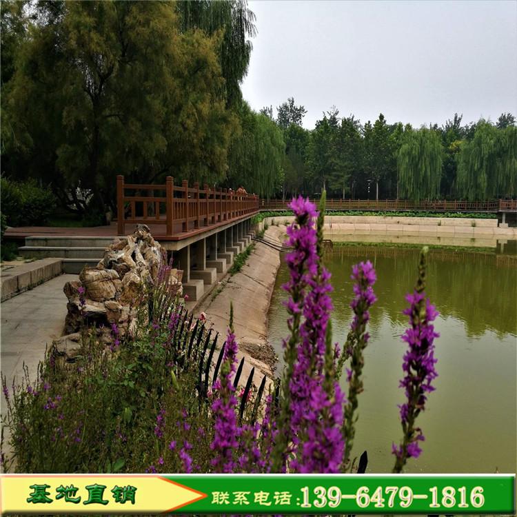 千屈菜 水枝柳 千屈菜小苗盆栽种子 千屈菜价格