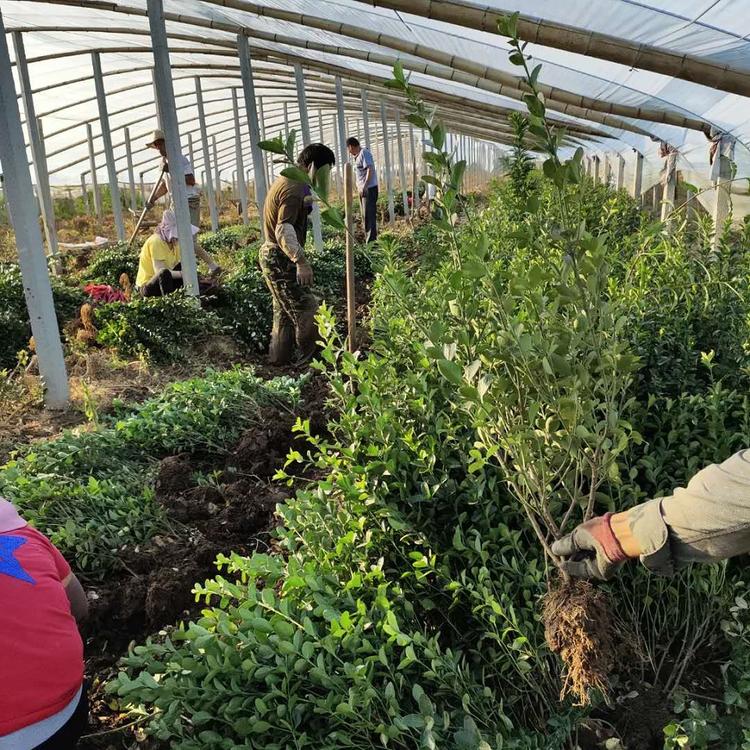 好苗预售泳拳出售冬青小苗 冬青种植基地