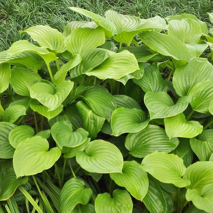 玉簪报价 玉簪小苗 水生植物基地 量大优惠