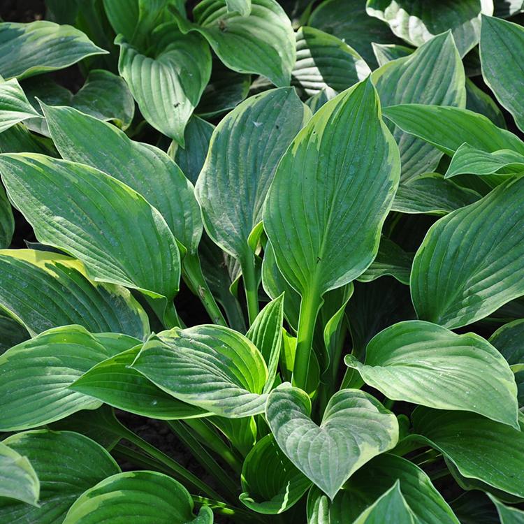 苗圃批发 玉簪 山东水生植物 玉簪报价