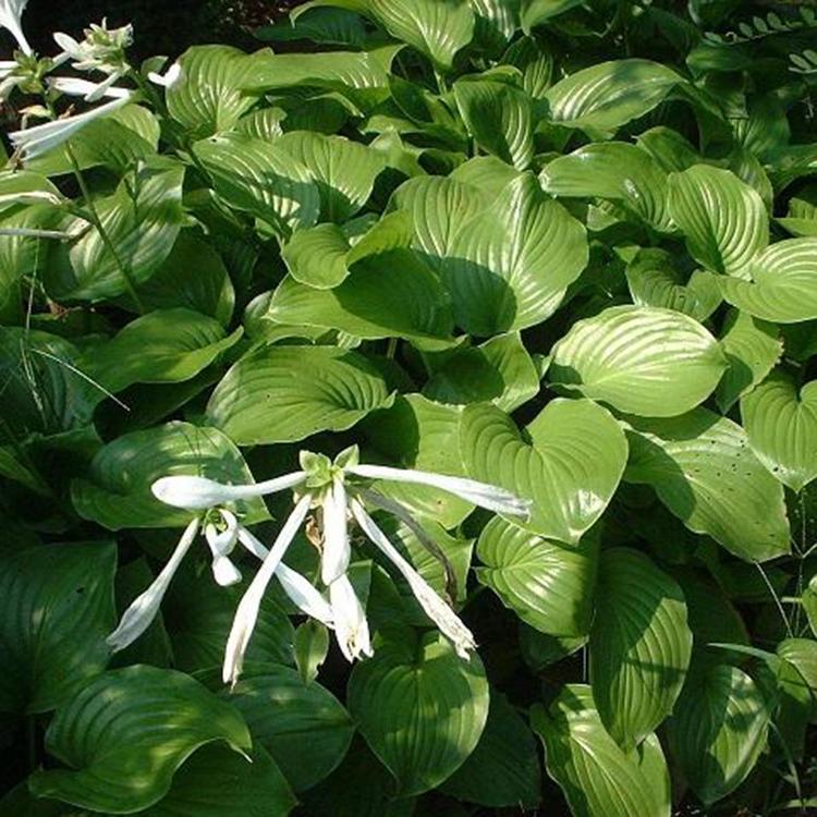 玉簪批发 白花玉簪 水生植物基地 量大优惠