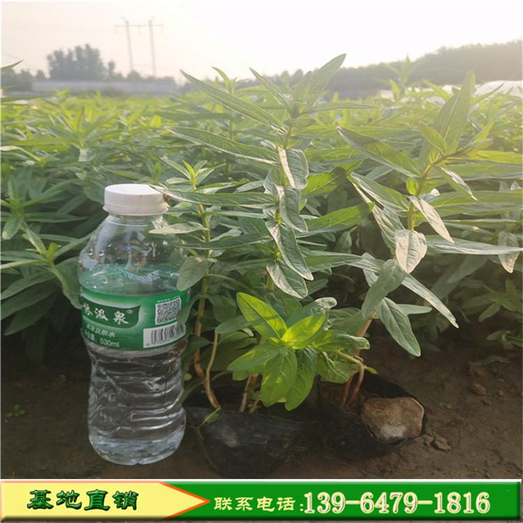 千屈菜河边开花 水枝柳水柳鞭草 千屈菜小苗价格