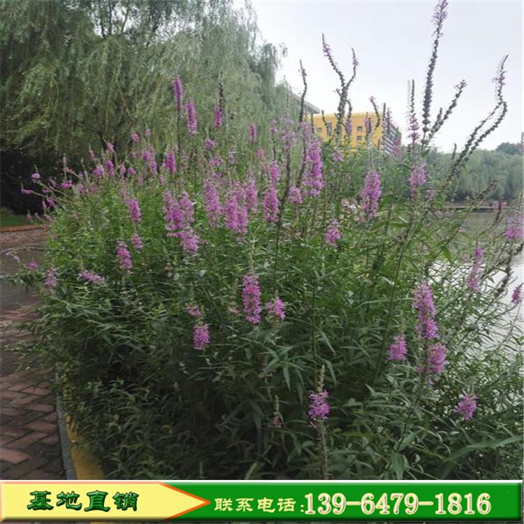 耐湿植物千屈菜花苗 河道绿化千屈菜价格 青州花卉市场