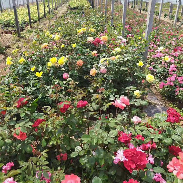 基地直销大花月季 多花色大花月季批发价格 顺和月季种植基地