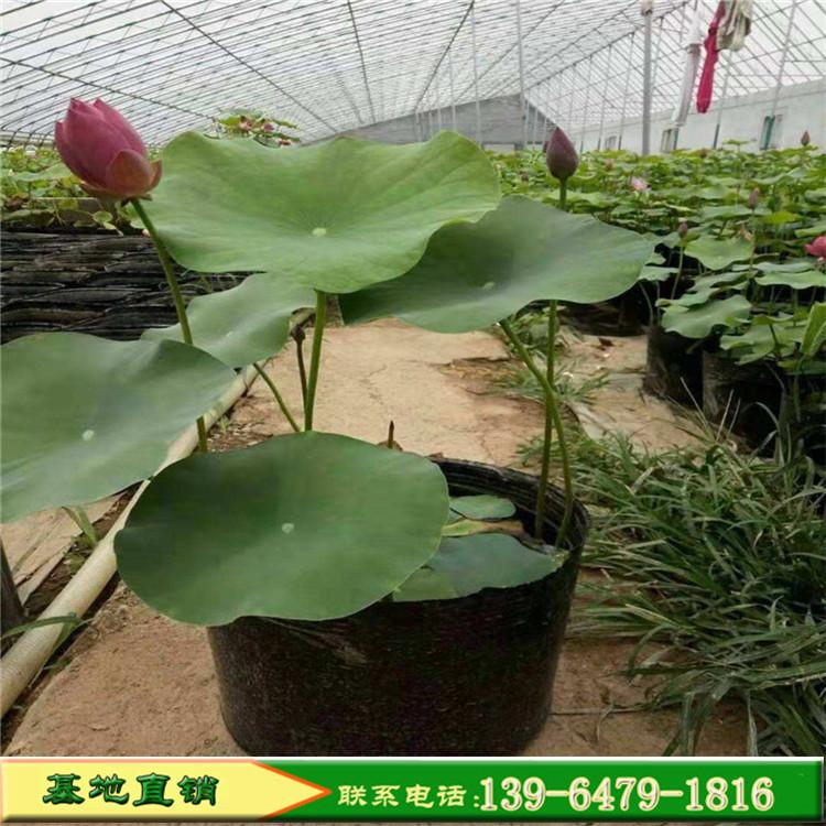 荷花批发价格 青州荷花种植基地 夏天开花的花卉