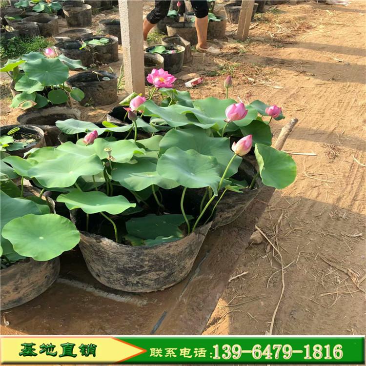 荷花价格 荷花种植基地 微山湖荷花