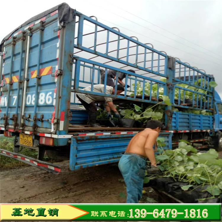 荷花种苗价格 荷花睡莲种植基地 微山湖荷花报价量大优惠