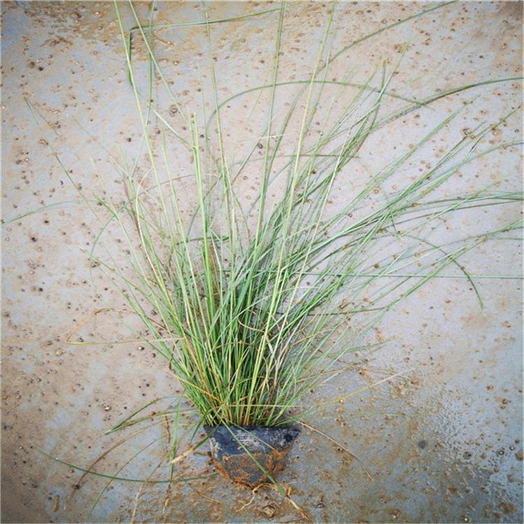 粉黛乱子草花卉基地 毛芒乱子草室内花卉