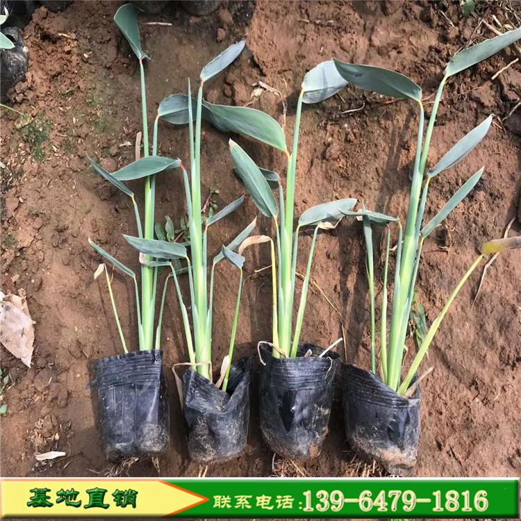 再力花批发价格 挺水植物再力花小苗