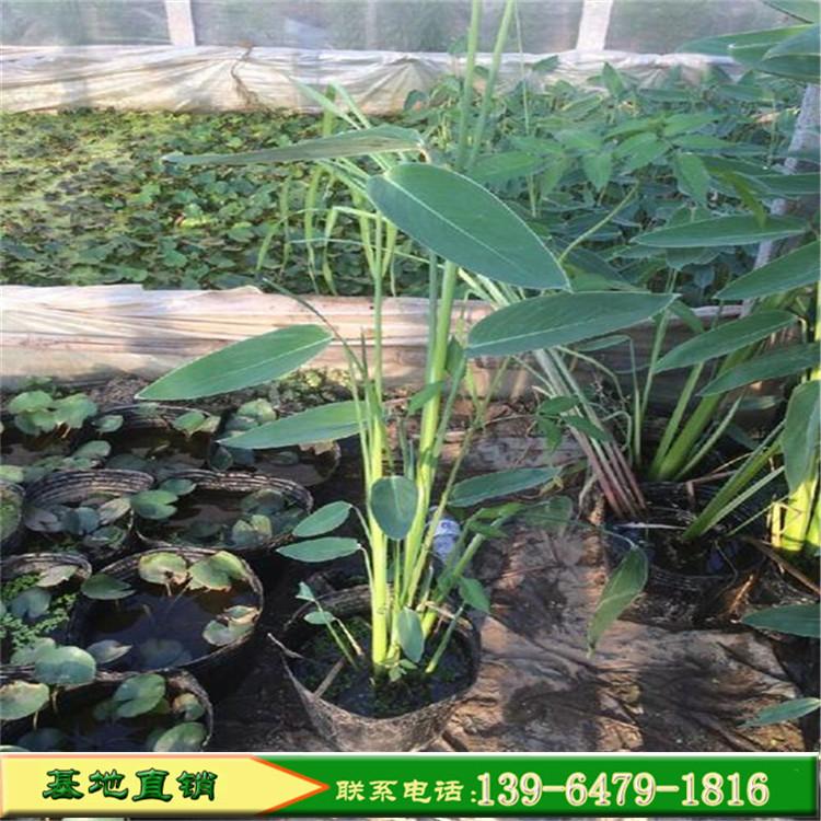 大量批发再力花杯苗 便宜的再力花价格