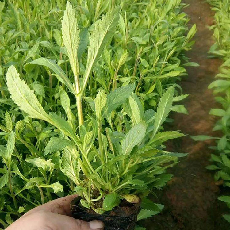 青州马鞭草多少钱 马鞭草花海工程苗 马鞭草花海设计