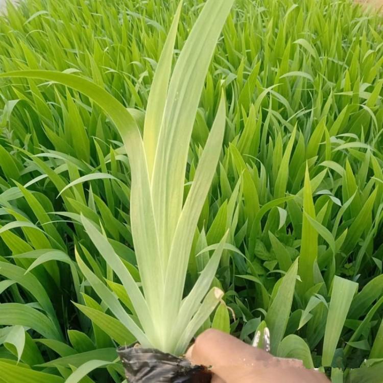 黄花燕尾价格黄菖蒲价格燕尾价格大量批发