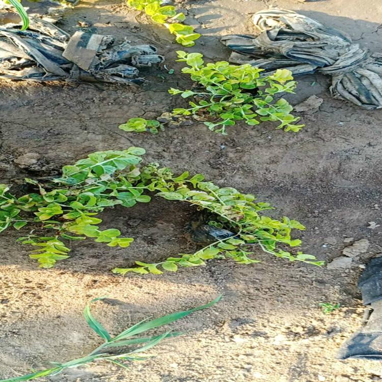 过路黄批发基地青州过路黄种植基地
