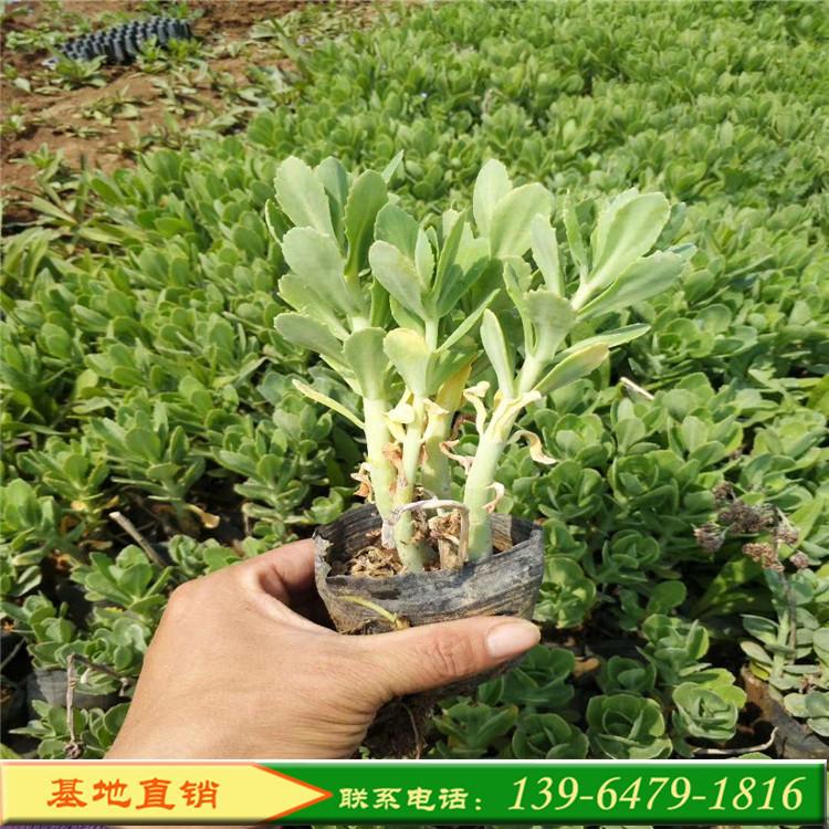 八宝景天价格 吸附灰尘的八宝景天种植基地 耐寒花卉花海专用