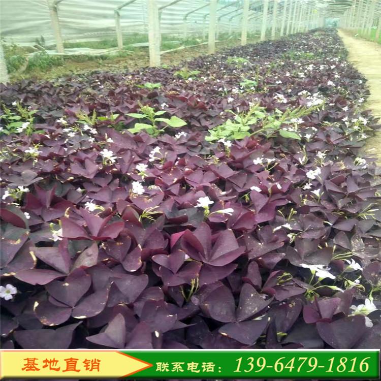 绿叶红花炸酱草 紫叶酢浆草 山东彩诺三叶草系列景观大片种植花卉