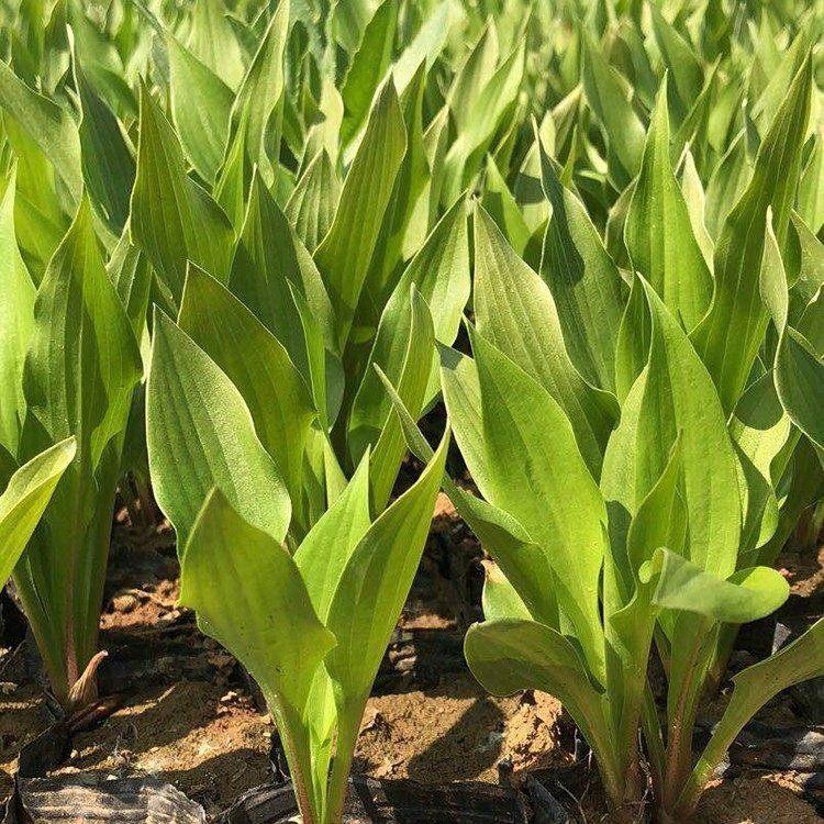玉簪供应商 草花种植基地 基地直销 玉簪小苗