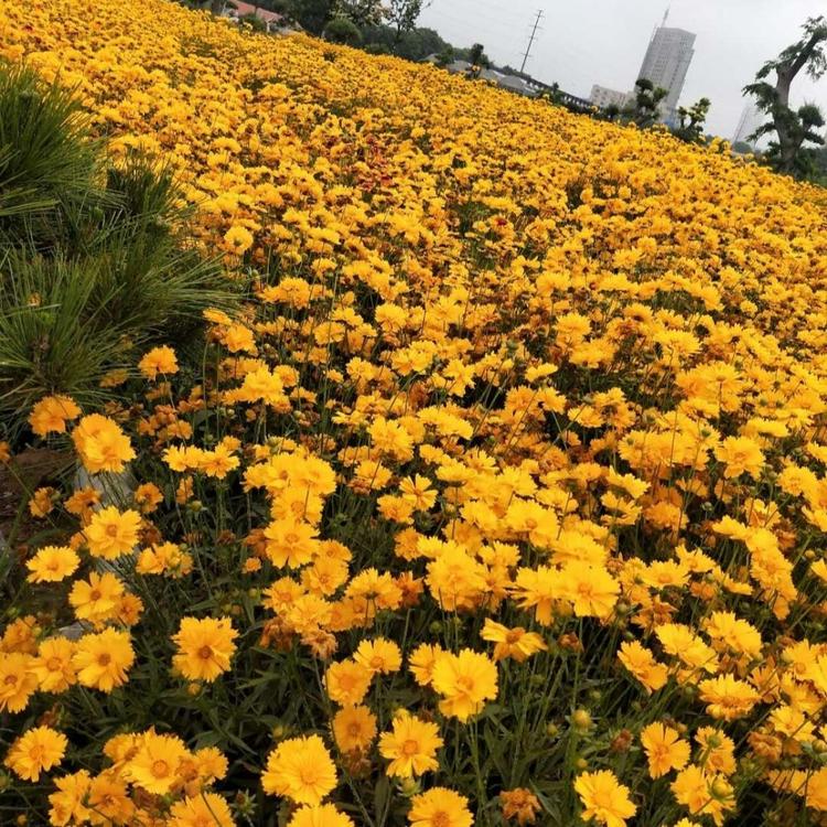 金鸡菊 金鸡菊种子 金鸡菊种植基地  便宜的金鸡菊直销  金鸡菊杯苗批发