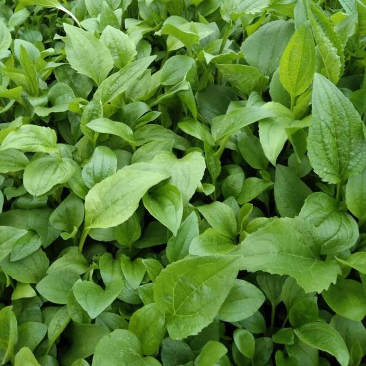 松果菊 松果菊小苗直销 松果菊种子 便宜的宿根地被花卉批发  松果菊种植基地