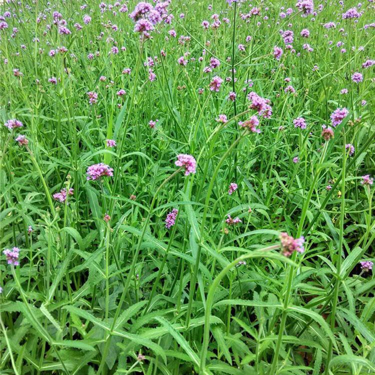 马鞭草基地 马鞭草盆栽苗种植基地 青州马鞭草基地 雅尼