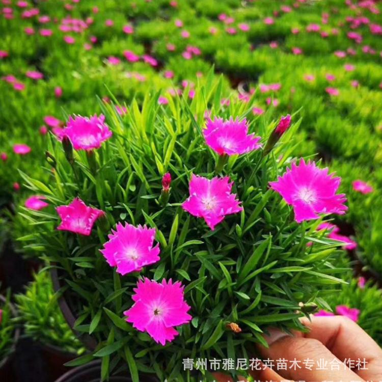 欧石竹穴盘苗 欧石竹种植基地 山东欧石竹价格 雅尼