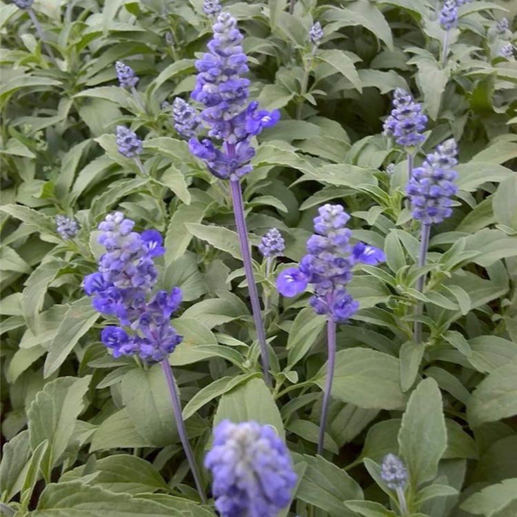 鼠尾草基地 鼠尾草种植基地 山东鼠尾草价格咨询雅尼