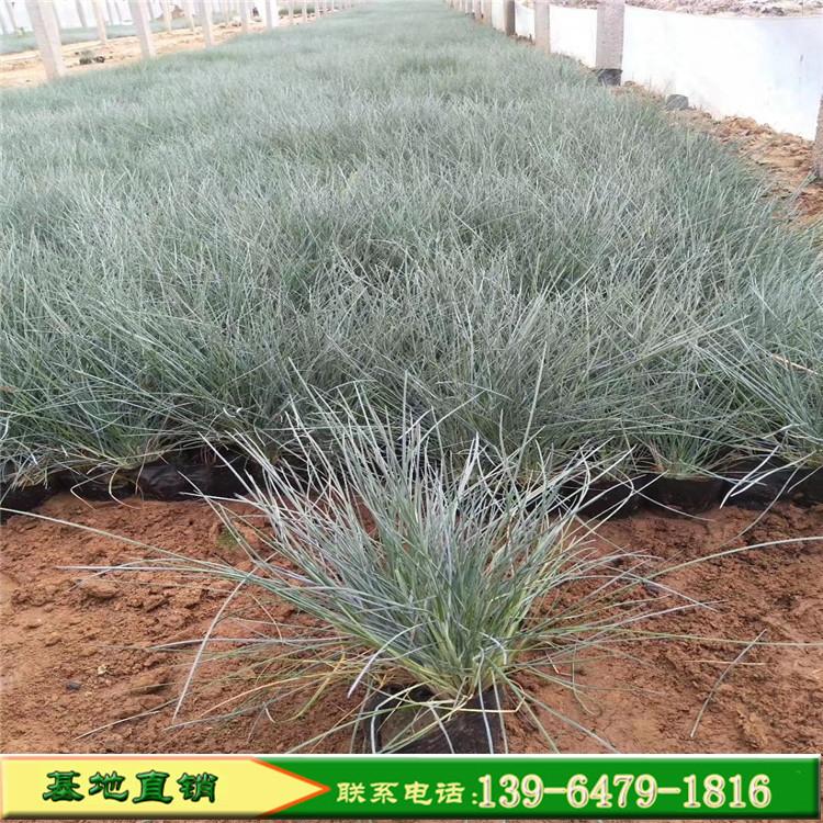 蓝色观赏草蓝羊茅小苗 冬季耐寒花卉蓝绒草种植基地 蓝羊毛