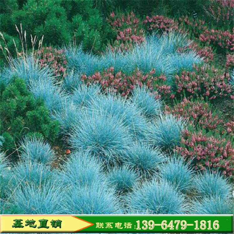 蓝羊茅观赏盆栽 耐寒耐旱花镜品种 喜光耐贫瘠蓝色观赏草