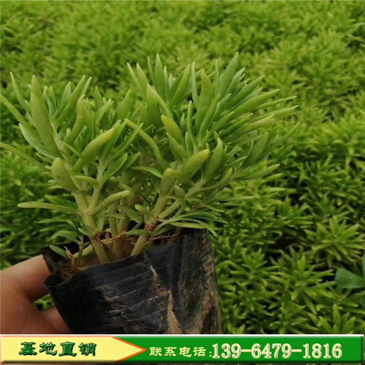 金叶佛甲草营养杯苗 耐旱性好易养护 多肉植物青叶佛甲草量大价优