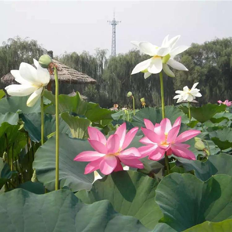 荷花种植基地 山东荷花批发基地 青州荷花价格咨询 雅尼