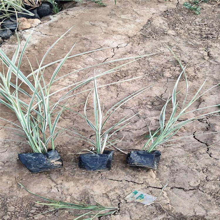 观赏草花叶芒 花叶芒基地 批发花叶芒价格  花叶芒容器苗