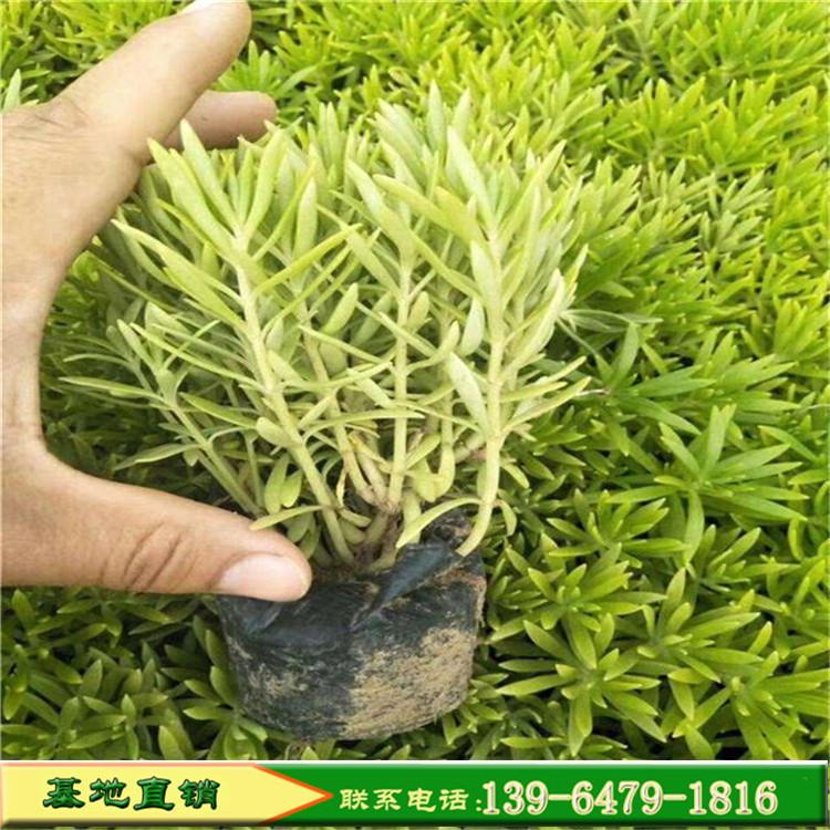 青叶佛甲草耐热耐寒 观赏隔热绿化植物 屋顶绿化草坪金叶佛甲草