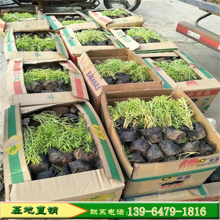 供应好品质佛甲草 金叶佛甲草 地被佛甲草黄金条耐热耐旱