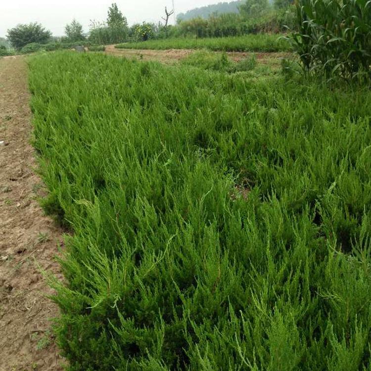 小龙柏价格 小龙柏种植基地 山东龙柏价格
