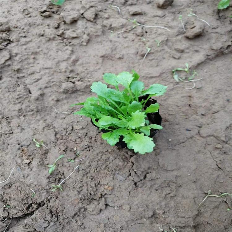 大滨菊基地  批发大滨菊价格  大滨菊容器苗  大滨菊花海