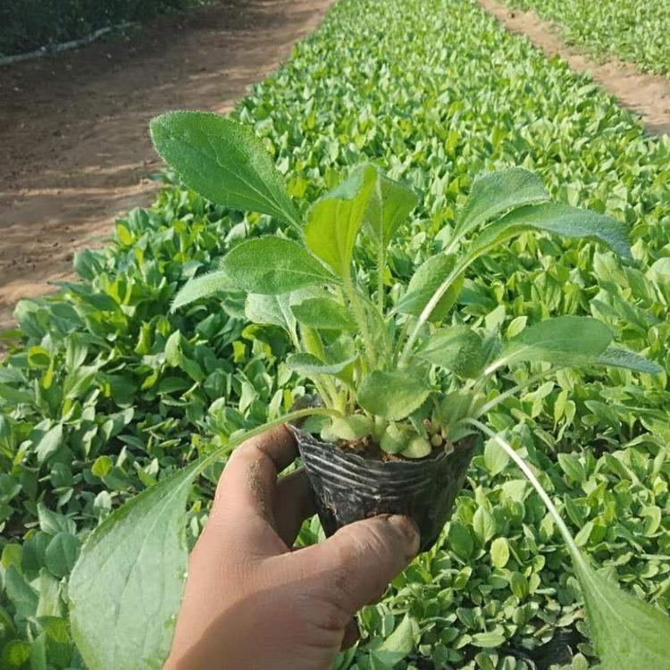 黑心菊 青州黑心菊供应 黑心菊种植基地   黑心菊小苗供应