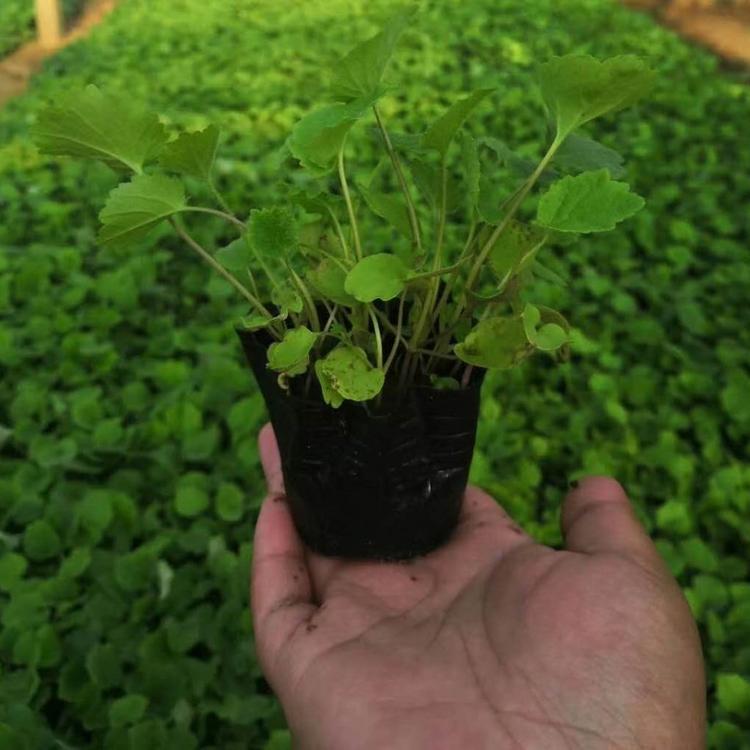二月兰 青州二月兰种植基地 二月兰种子批发 二月兰杯苗供应