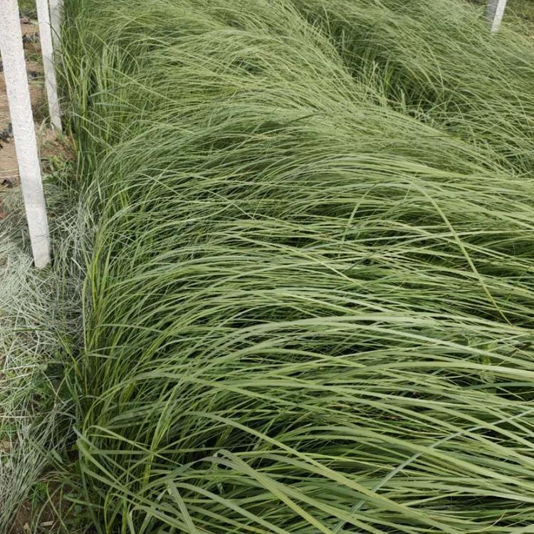 矮蒲苇价格_矮蒲苇种植基地