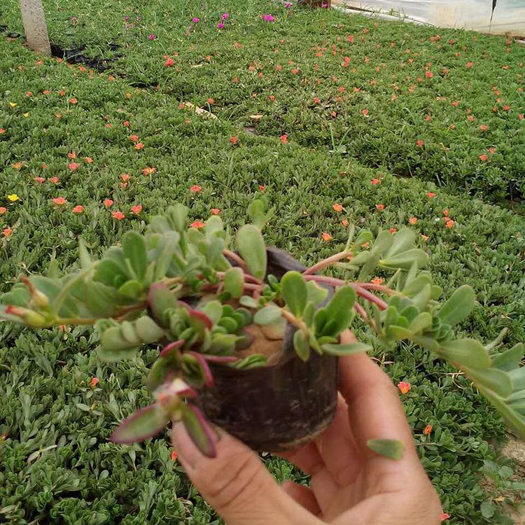 太阳花盆栽苗 太阳花小苗 山东太阳花小苗