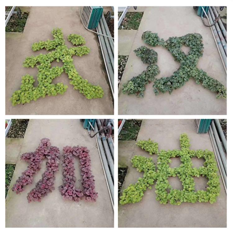 双色盆矾根 多年生草花 订购报价 矾根批发商