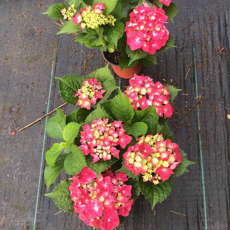 绣球花大量批发 绣球花供应基地 绣球花种植基地