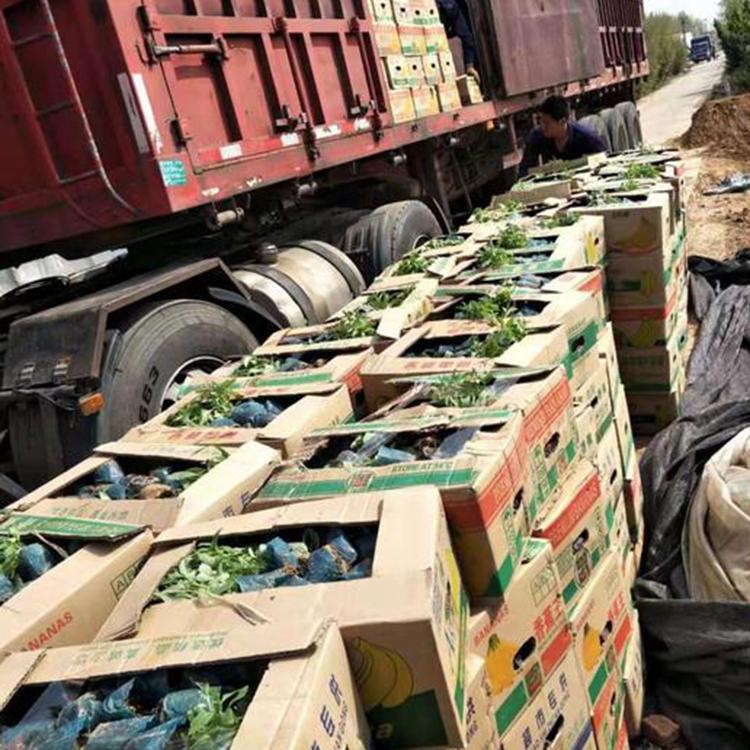 蜜糖草 毛冠草批发 青州草花 价格实惠