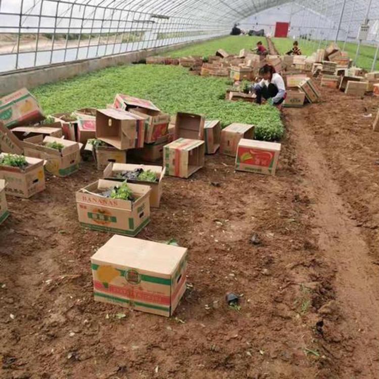 蜜糖草 毛冠草价格 青州草花 苗圃批发