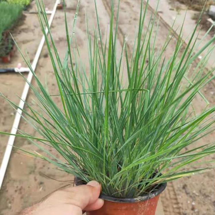 蜜糖草 毛冠草价格 草花种植基地 苗圃批发